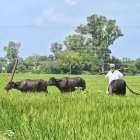 ਕਹਾਣੀ ਬੇਬਸੀ  - ਹਰਪ੍ਰੀਤ ਸਿੰਘ ਜਵੰਦਾ