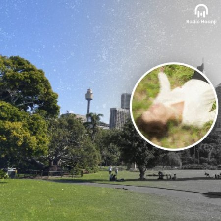 Body Found Wrapped in Plastic Near Sydney Park, May Have Been There for Months