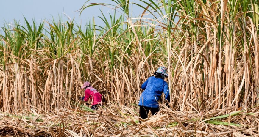 ਪੰਜਾਬ ਸਰਕਾਰ ਨੇ ਗੰਨੇ ਦਾ ਭਾਅ ₹416 ਪ੍ਰਤੀ ਕੁਇੰਟਲ ਕੀਤਾ, ₹15 ਦਾ ਵਾਧਾ