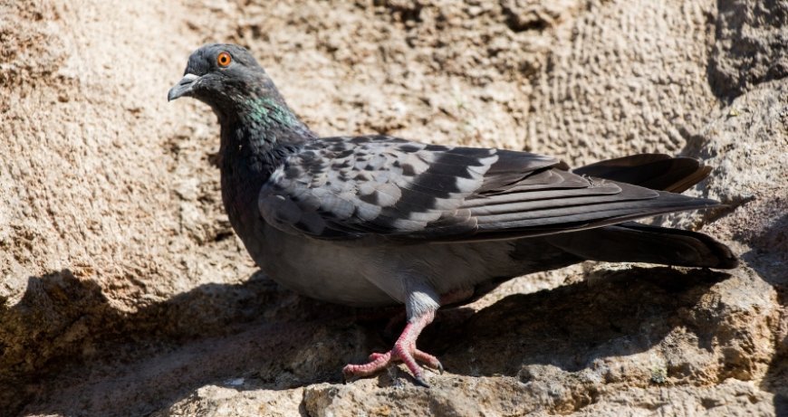 ਭਾਰਤ 'ਚ ਚੀਨੀ GPS ਟਰੈਕਰ ਲੱਗਿਆ ਪੰਛੀ ਮਿਲਣ ਨਾਲ ਸੁਰੱਖਿਆ ਏਜੰਸੀਆਂ ਚੌਕਸ