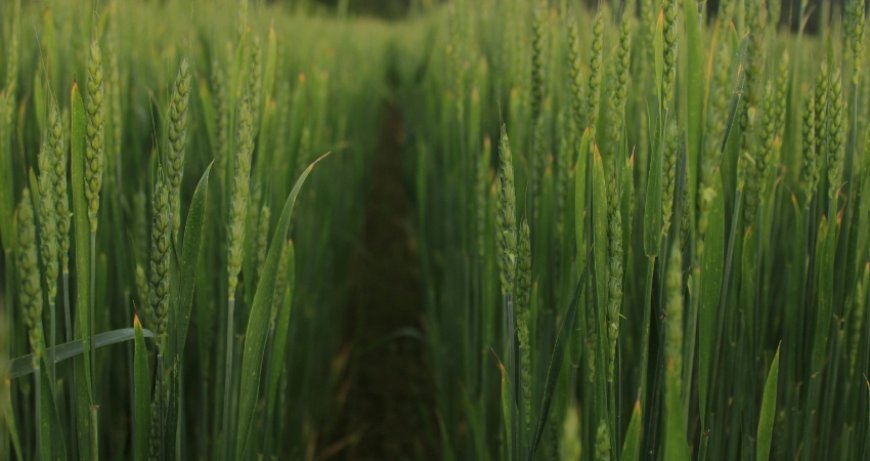 ਹਰਿਆਣਾ ਵਿੱਚ ਮੌਸਮ ਦੀ ਮਾਰ: ਪੱਛਮੀ ਗੜਬੜੀ ਕਾਰਨ ਮੀਂਹ ਜਾਰੀ ਰਹਿਣ ਦੀ ਸੰਭਾਵਨਾ; ਪੱਕੀ ਫ਼ਸਲ ਦੇਖ ਚਿੰਤਾ ਵਿੱਚ ਡੁੱਬੇ ਕਿਸਾਨ