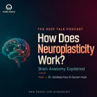 How Does Neuroplasticity Work? Brain Anatomy Explained - The Deep Talk